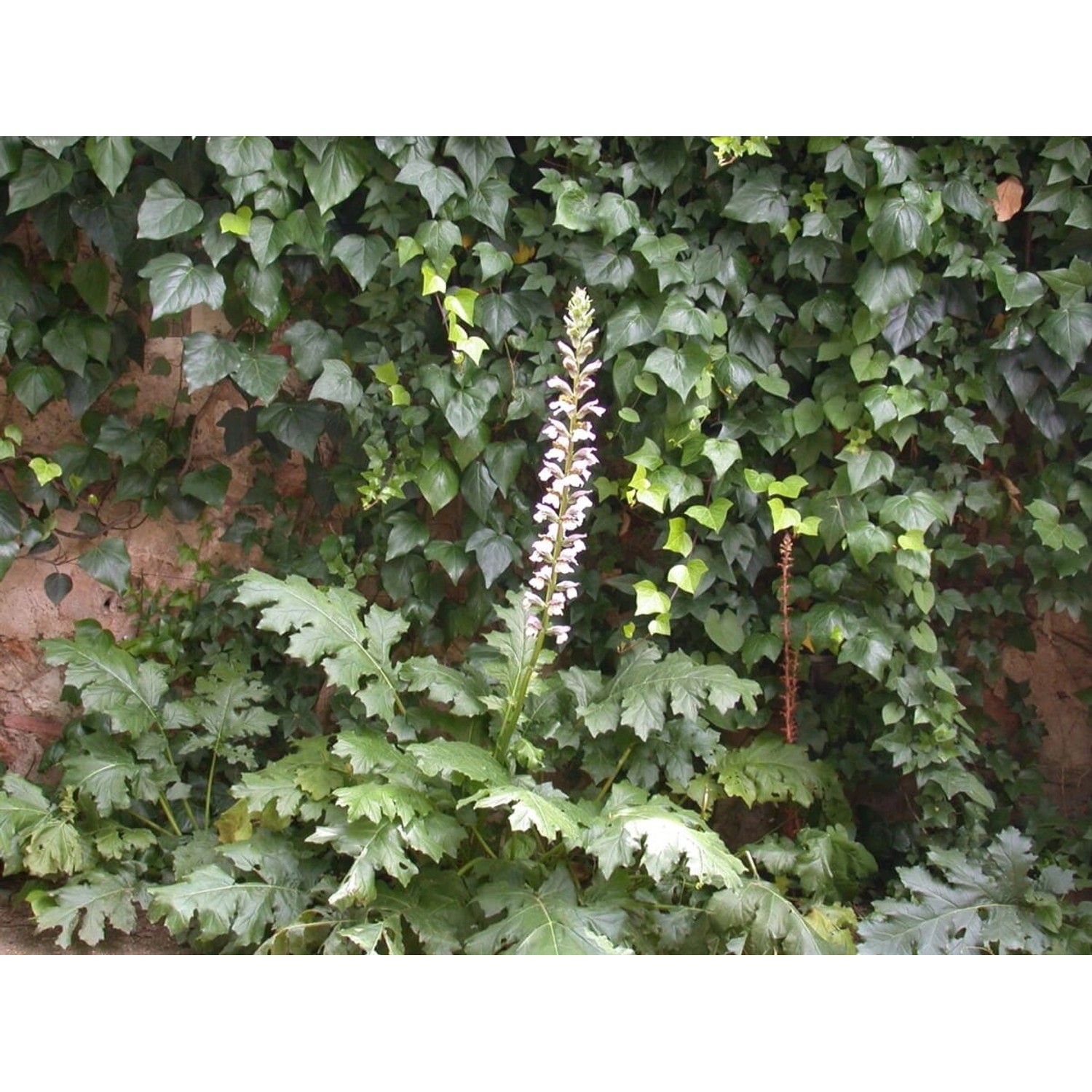 Acanthus Mollis Bärenklau Ca. 11x11 cm Topf günstig online kaufen
