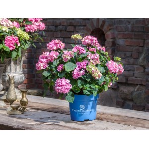 Rosa Bauernhortensie Endless Summer im Topf mit üppigen Blütenbällen.