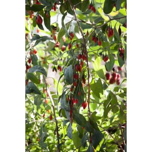 Goji-Beere 'Big Lifeberry': Strauch mit roten Beeren und grünen Blättern.