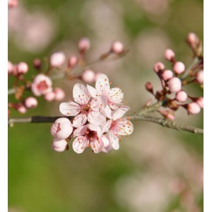 Nahaufnahme von rosa Blüten der Roten Schlehe (Prunus spinosa) am Strauch.