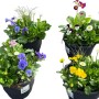 Spring Break Trio: Bepflanzte Schale mit bunten Frühlingsblühern im Topf, ca. 19 cm Ø.