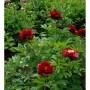 Strauchpfingstrose Rot - Paeonia suffruticosa