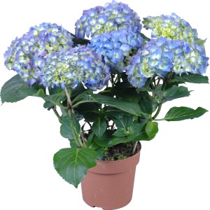 Zimmerhortensie mit blauen Blüten im Topf, ca. 14 cm Topf-Ø.