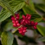 Nahaufnahme: Rote Beeren des Viburnum Plicatum Pink Beauty (Japanischer Schneeball) mit grünen Blättern.