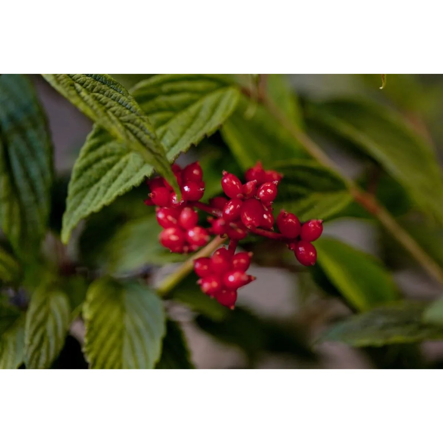 Nahaufnahme: Rote Beeren des Viburnum Plicatum Pink Beauty (Japanischer Schneeball) mit grünen Blättern.