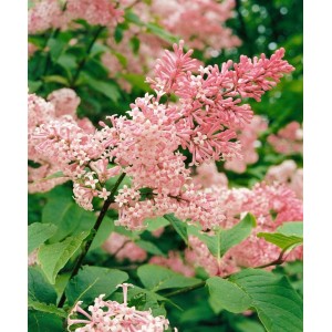 Nahaufnahme des Chinesischen Flieders 'Syringa Reflexa' mit rosa Blüten und grünen Blättern.