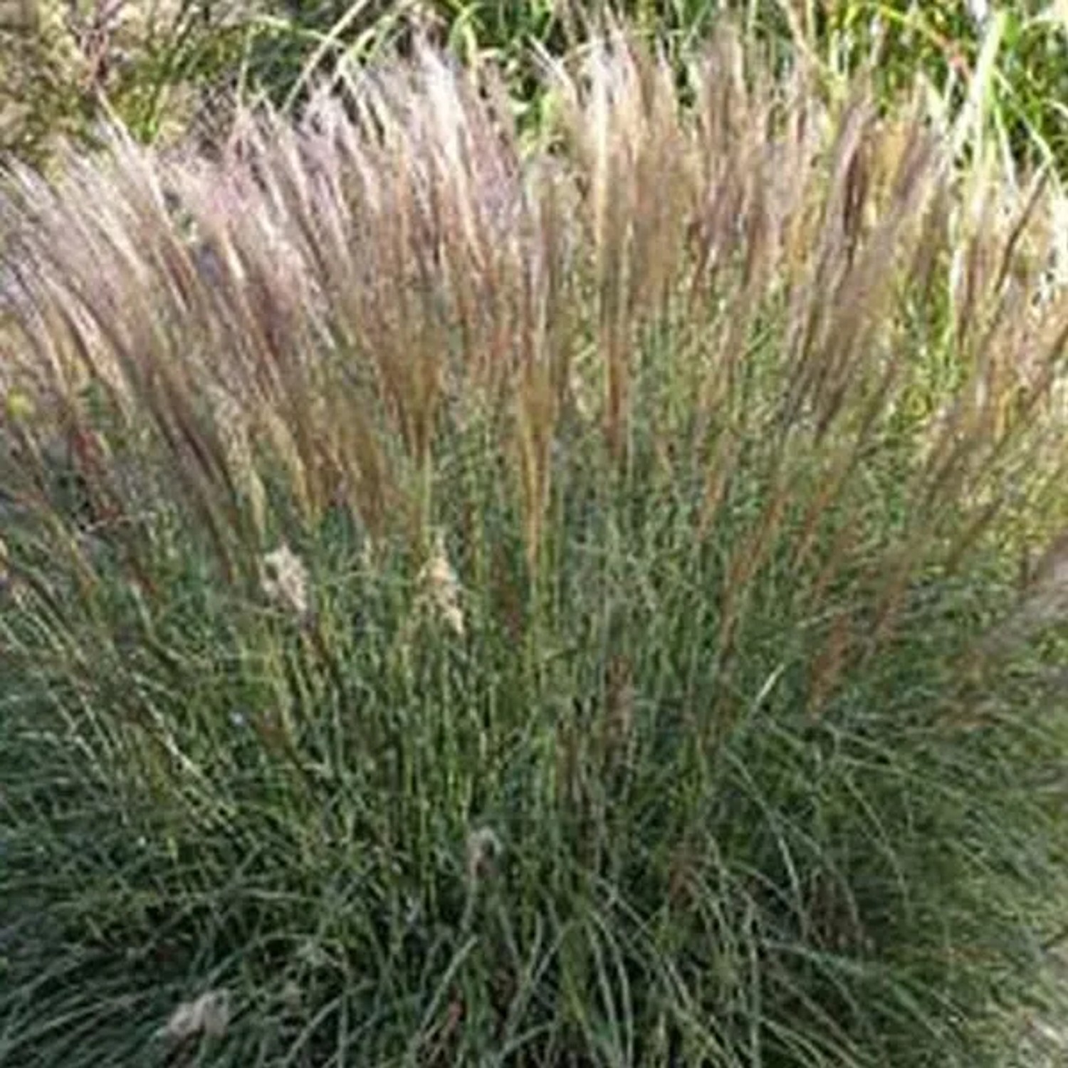 6x Chinaschilf 'Yaku Jima' Miscanthus sinensis Topf 9 cm Kompakt