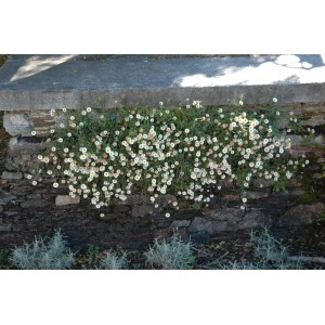 Spanisches Gänseblümchen (Erigeron) mit weißen Blüten, wachsend an einer Steinmauer.
