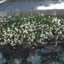 Spanisches Gänseblümchen (Erigeron) mit weißen Blüten, wachsend an einer Steinmauer.