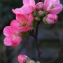 Nahaufnahme der rosa Blüten der Zierquitte Pink Lady (Chaenomeles).