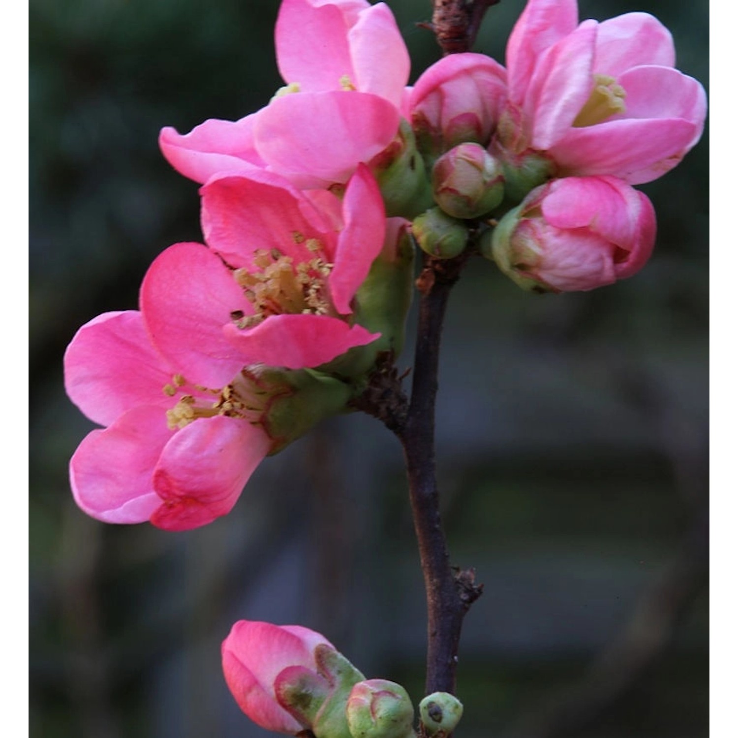 Zierquitte Pink Lady 40-60cm - Chaenomeles günstig online kaufen