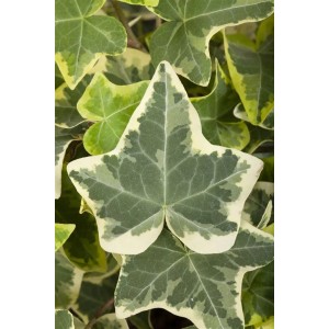Detailaufnahme von grün-weißem Hedera Helix 'Glacier' Efeu, einer attraktiven Kletterpflanze.