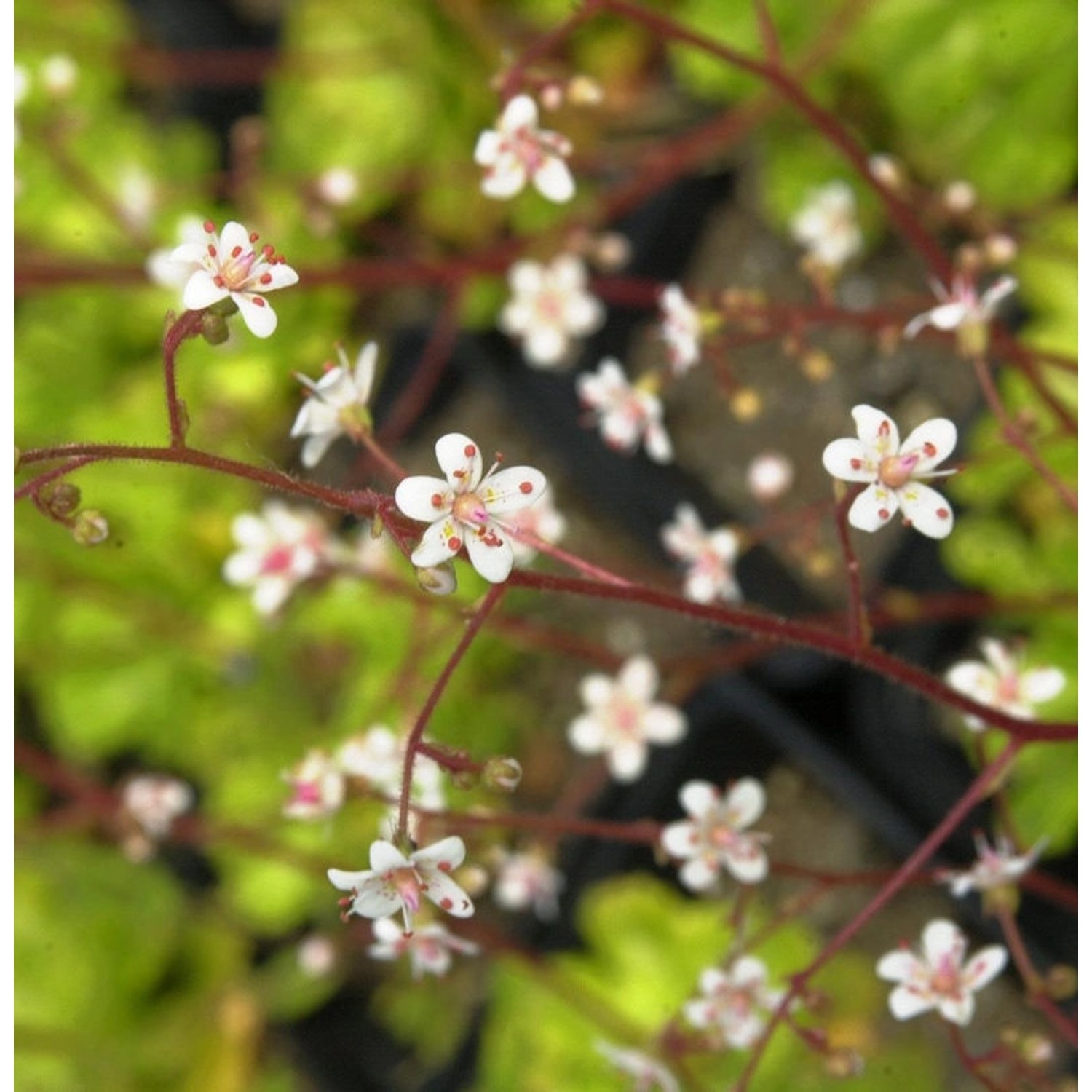 Porzellanblümchen Aureopunctata - Saxifraga urbium günstig online kaufen