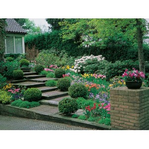 Buchsbaum Kugel (Buxus sempervirens) im Topf, ca. 28-35 cm hoch, als Dekoration im Garten.