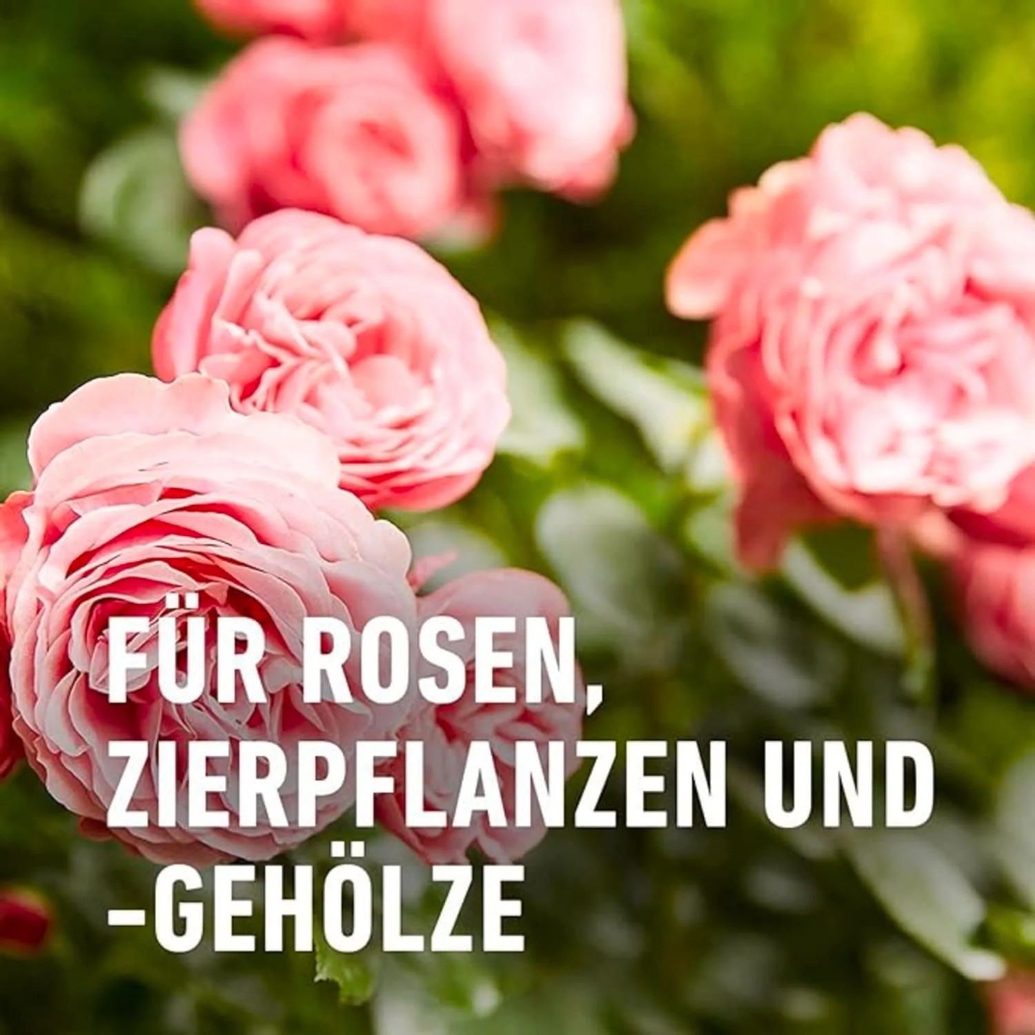 Compo Rosen Fungizid Spray Duaxo AF 750 ml kaufen bei OBI