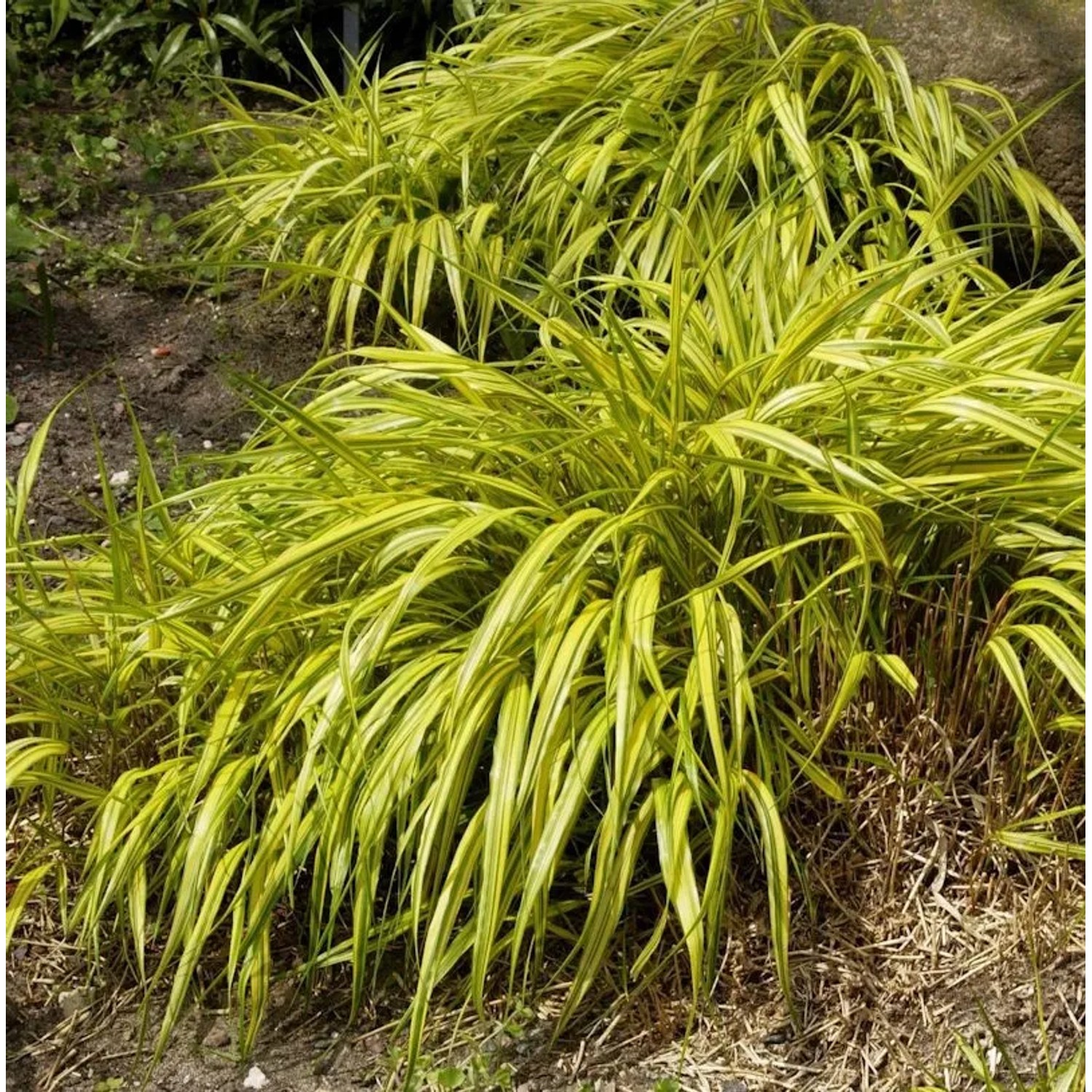 Japanisches Berggras Strip it Rich - Hakonechloa macra