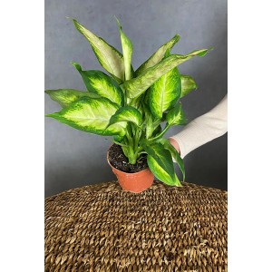 GROW by OBI "Camilla" Höhe ca. 35cm Topf-Ø 12 cm Dieffenbachia maculata