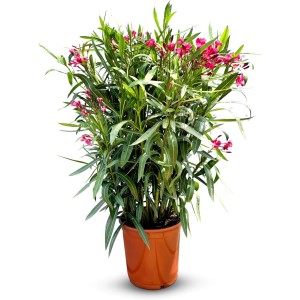 Oleander 'Rot', 140/160 cm, im Topf. Mediterrane Kübelpflanze mit roten Blüten.