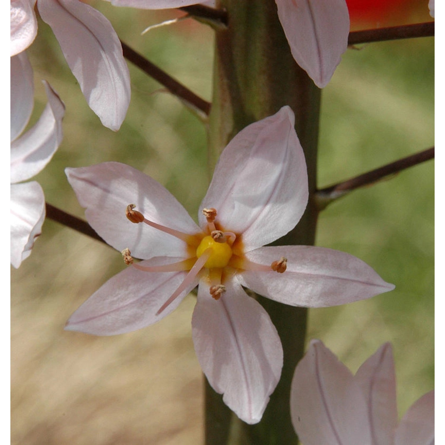 Rosa Steppenlilie - Eremurus robustus günstig online kaufen