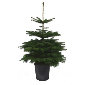 Getopfte Nordmanntanne, echter Weihnachtsbaum (100-125cm) im schwarzen Topf.