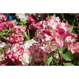 Nahaufnahme der Rispenhortensie Diamantino, 40-60 cm, mit cremeweißen und rosa Blüten.