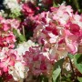 Nahaufnahme der Rispenhortensie Diamantino, 40-60 cm, mit cremeweißen und rosa Blüten.