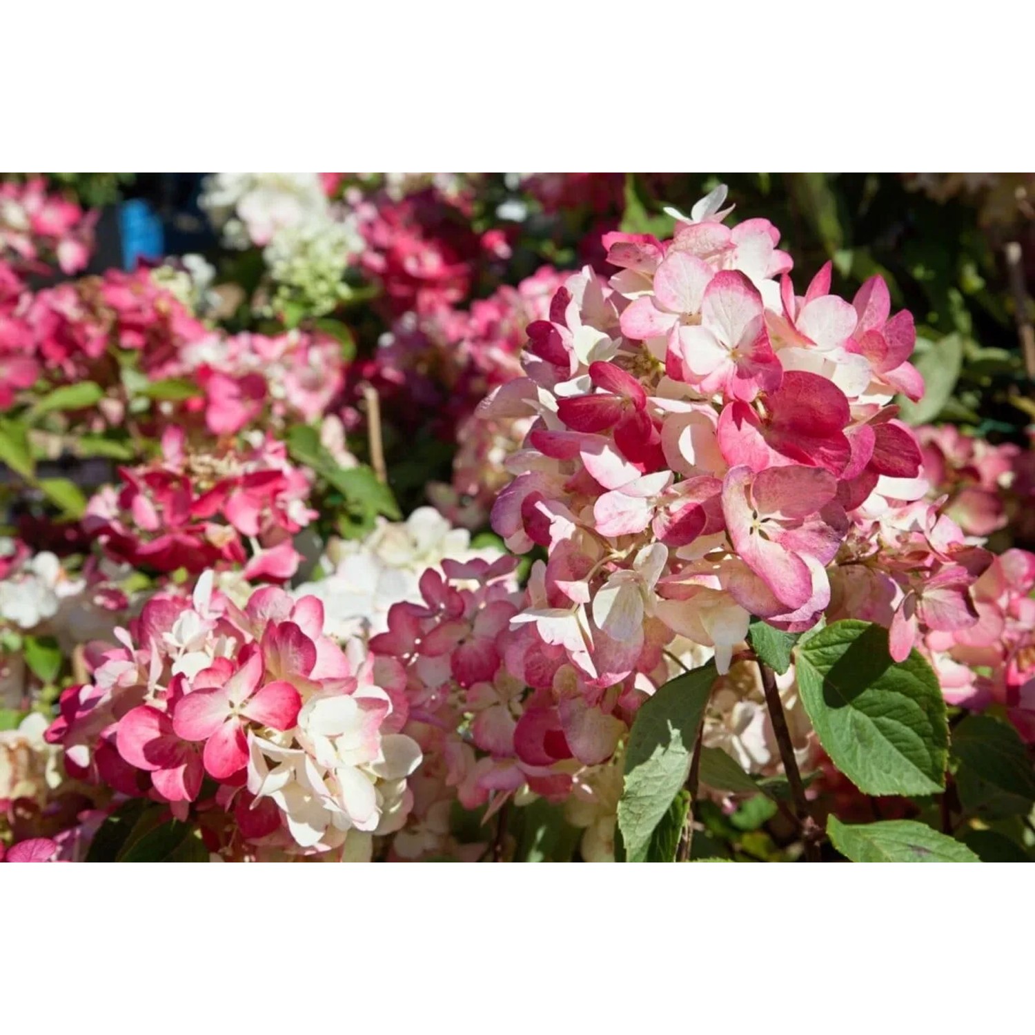 Nahaufnahme der Rispenhortensie Diamantino, 40-60 cm, mit cremeweißen und rosa Blüten.