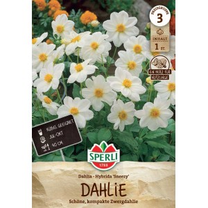 Sperli Dahlie Sneezy: Weiße Zwergdahlie mit gelber Mitte, ideal für Kübel.