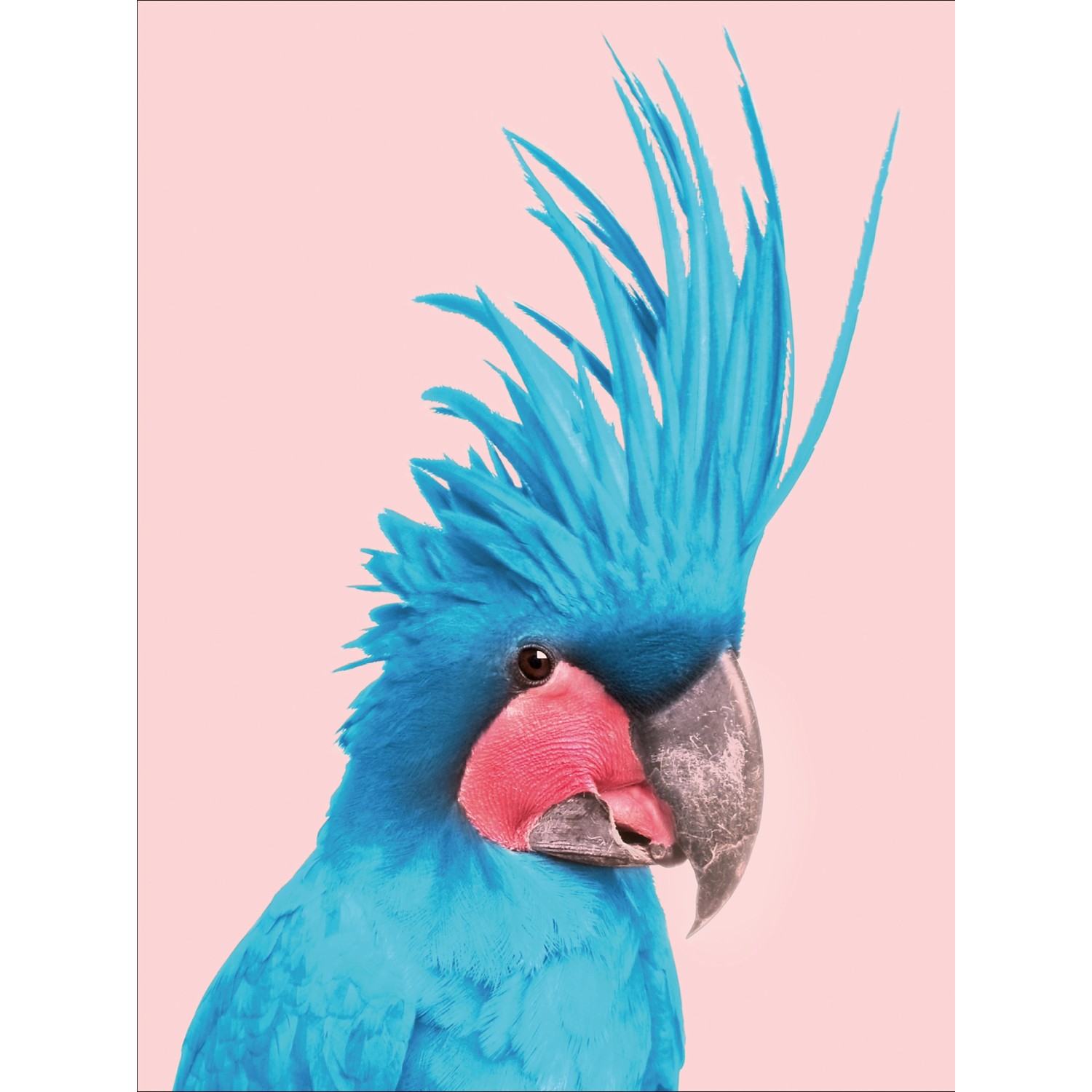 Pro Art Dekopanel Blue Cockatoo 40 cm x 30 cm