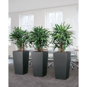 Lechuza Cubico Premium 30 Pflanzsäule in Anthrazit metallic mit grünen Pflanzen, 30x30cm.