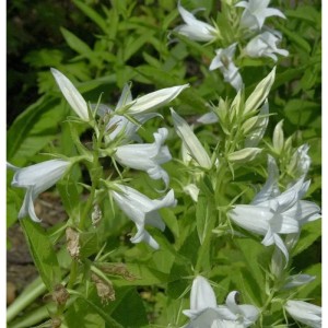 Nahaufnahme der weißen Waldglockenblume Alba (Campanula latifolia) im Garten.