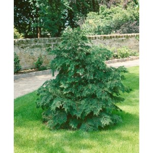 Grüne Chamaecyparis Lawsoniana 'Nidiformis' Scheinzypresse mit 60 cm Stammhöhe im Garten.