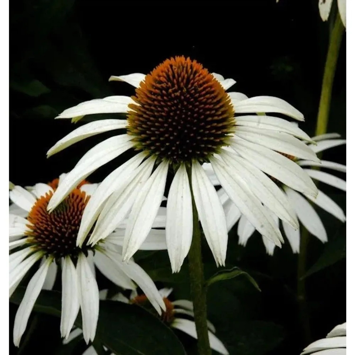weißer Sonnenhut - Echinacea purpurea