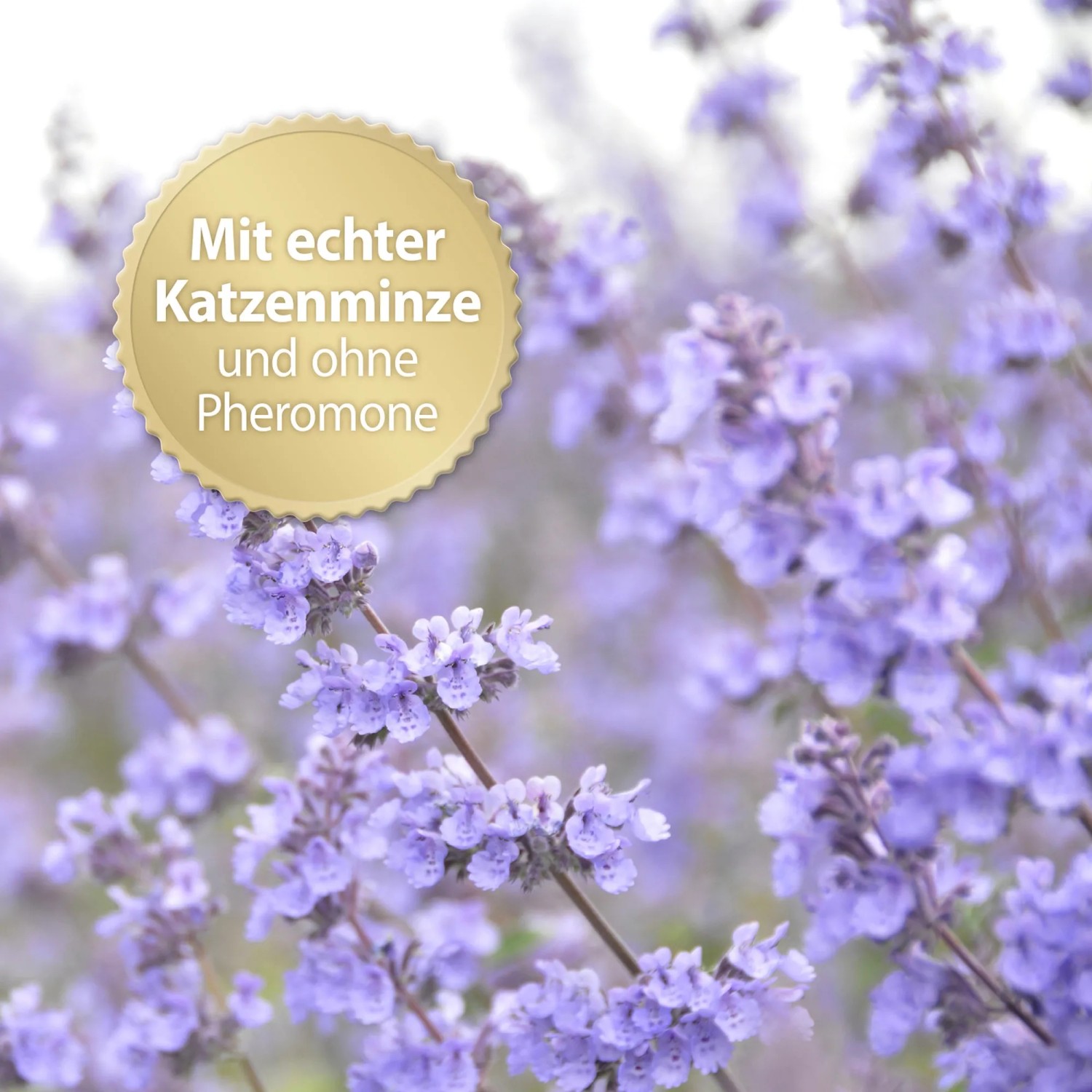 Felisept Family Comfort: Katzenminze (Nepeta cataria) zur Stressreduktion im Mehrkatzenhaushalt.