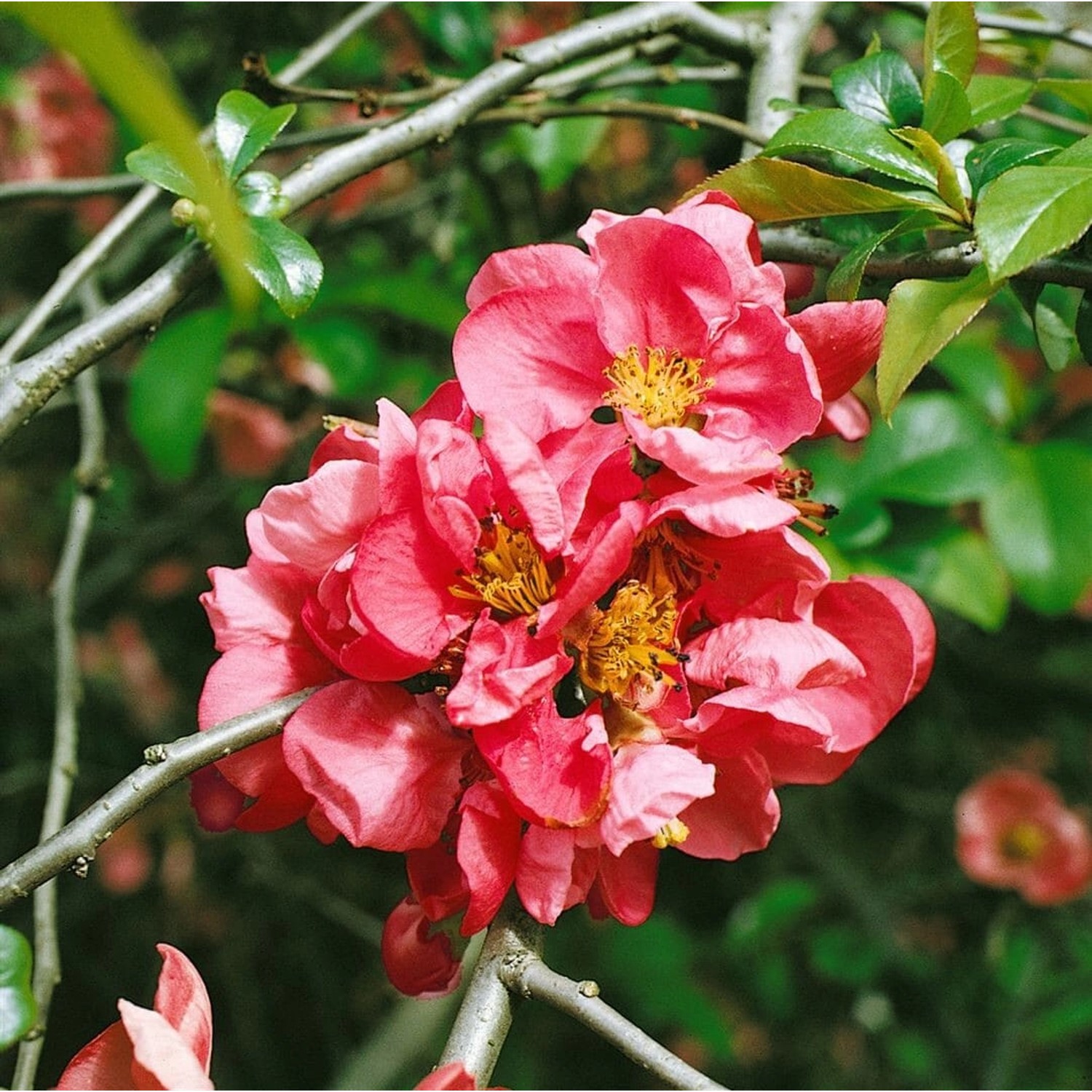 Chaenomeles 'Pink Lady' Zierquitte 60-80 cm günstig online kaufen