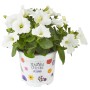 Weiße Petunie (Petunia Sanguna) im Topf, ideal für Balkon und Terrasse.