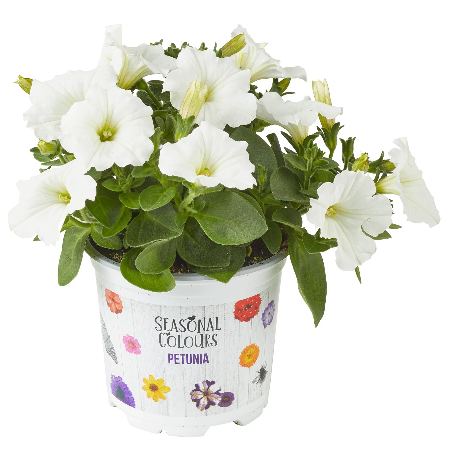 Weiße Petunie (Petunia Sanguna) im Topf, ideal für Balkon und Terrasse.