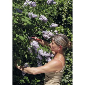 Frau schneidet Flieder mit Felco Gartenschere 160L. Baum-, Reb-, Gartenschere für große Hände.