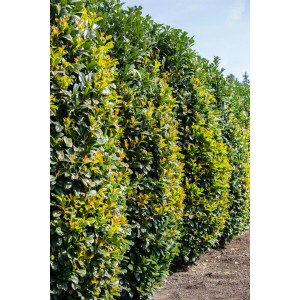 Portugiesischer Kirschlorbeer Angustifolia als grüne, dichte Hecke im Garten.