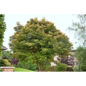 Bergahorn 'Brilliantissimum' mit rosa Blättern, ca. 150 cm hoch, im Garten.