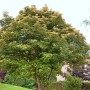 Bergahorn 'Brilliantissimum' mit rosa Blättern, ca. 150 cm hoch, im Garten.