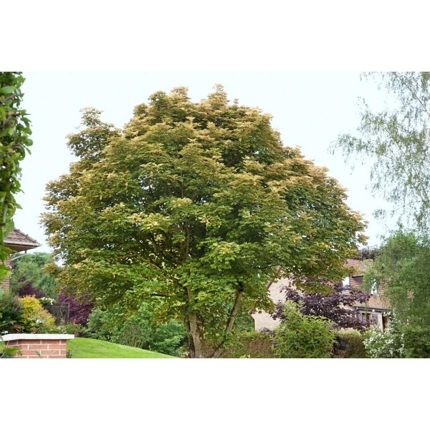 Bergahorn 'Brilliantissimum' mit rosa Blättern, ca. 150 cm hoch, im Garten.