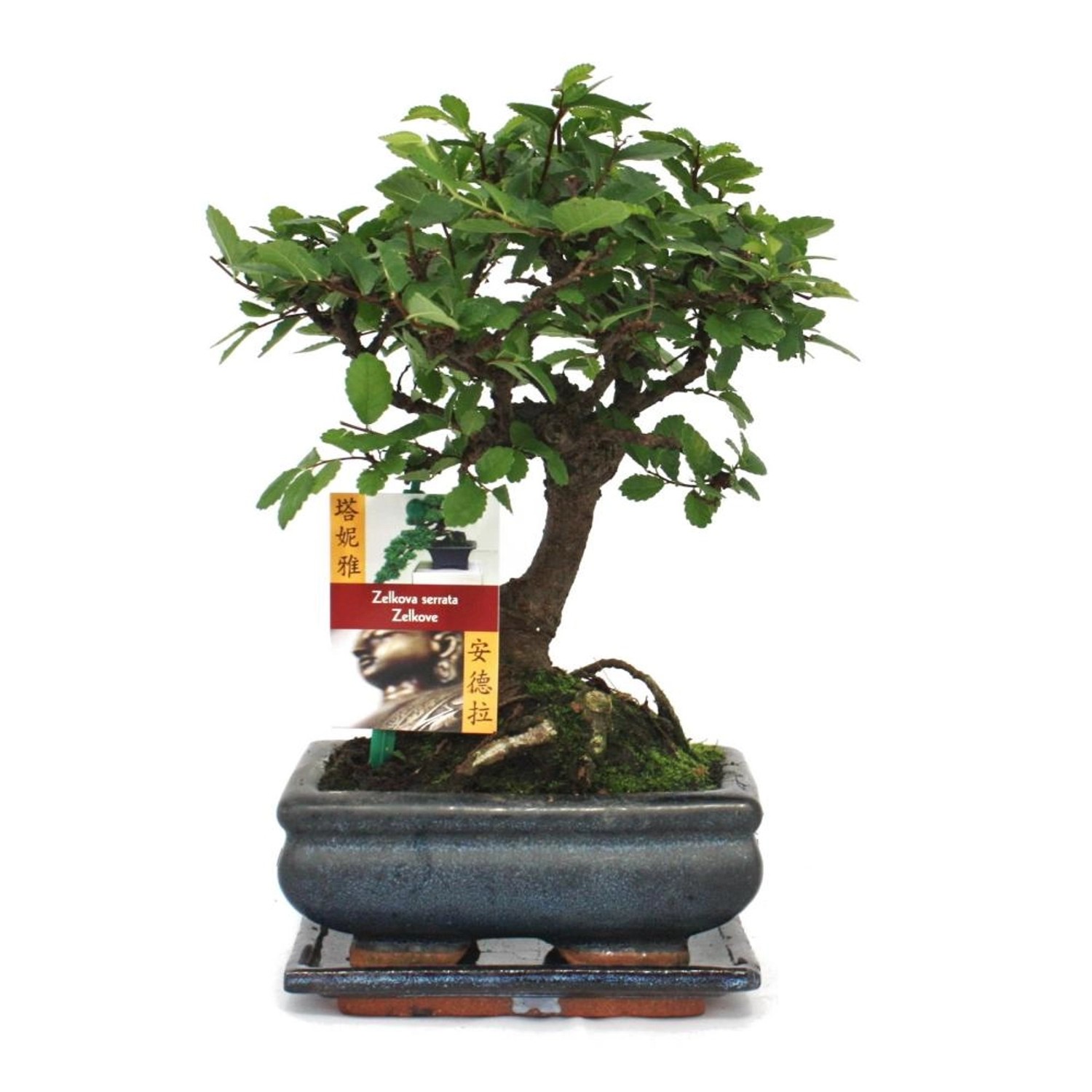 Exotenherz Bonsai Chinesische Ulme Ulmus Parviflora ca. 6 Jahre Kugelform