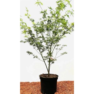 Acer Palmatum Seiryu Japanischer Ahorn im Topf, filigrane Blätter.