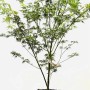 Acer Palmatum Seiryu Japanischer Ahorn im Topf, filigrane Blätter.