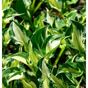 Funkie 'Enterprise' (Hosta) im Topf, grüne Blätter mit weißem Rand. Staude für den Garten.