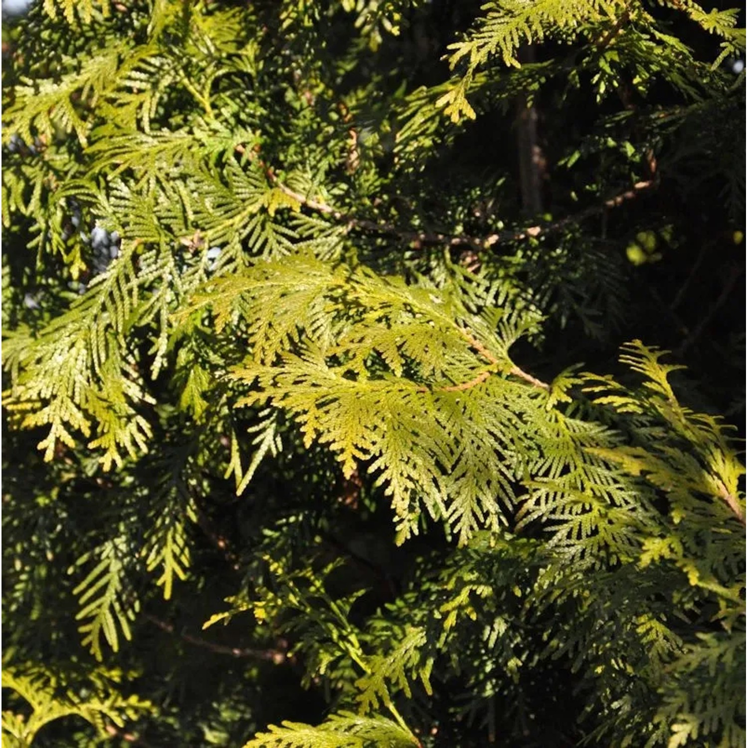 Lebensbaum Brabant 40-60cm - Thuja occidentalis