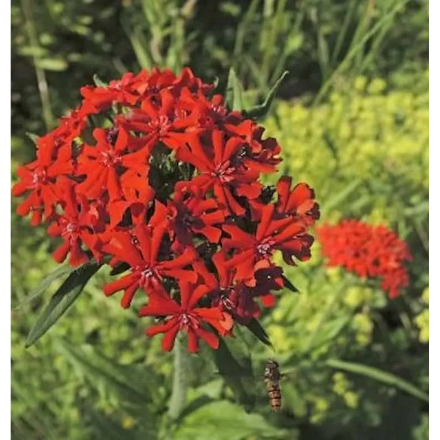 Lichtnelke - Lychnis chalcedonica