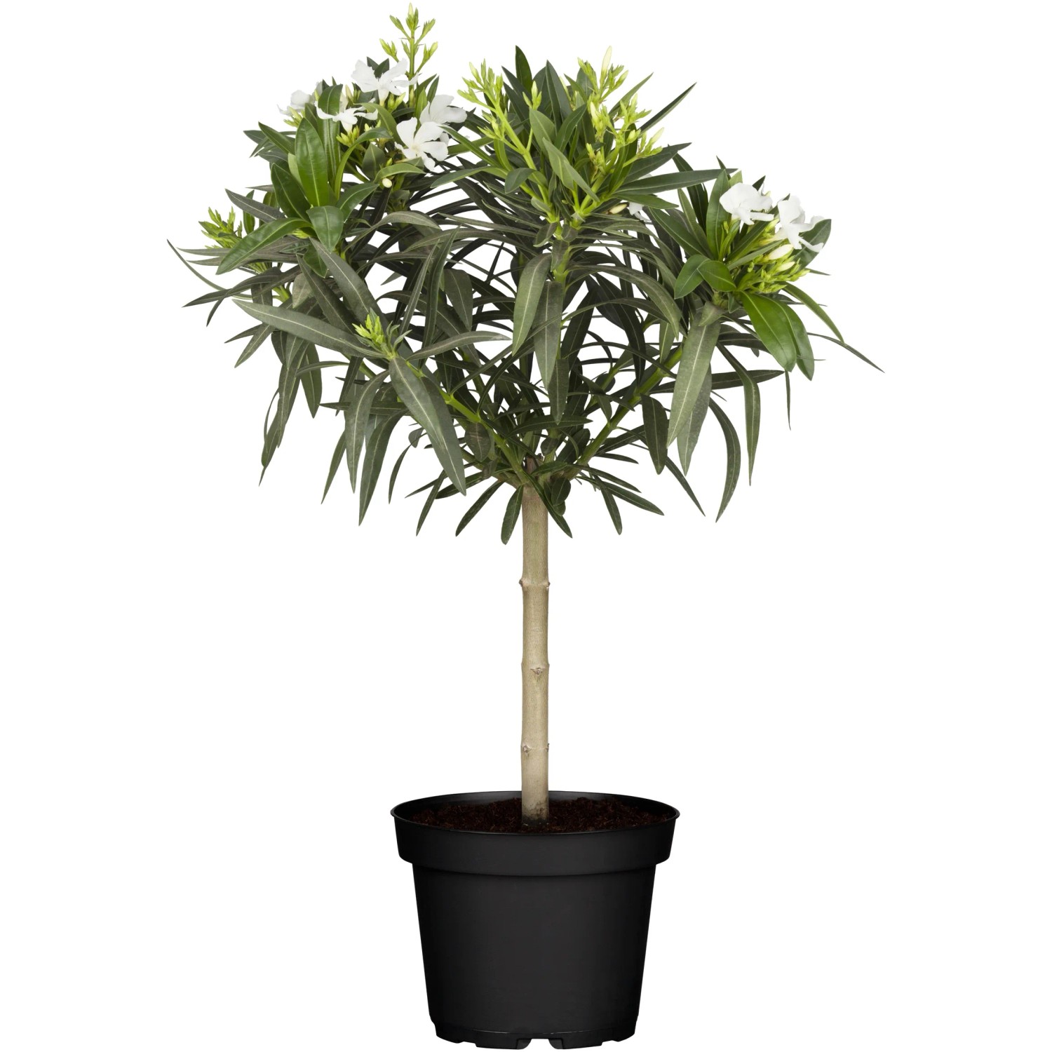 GROW by OBI Nerium oleander Stamm 100-120 cm Hhe Topf- 26 cm kaufen bei  OBI