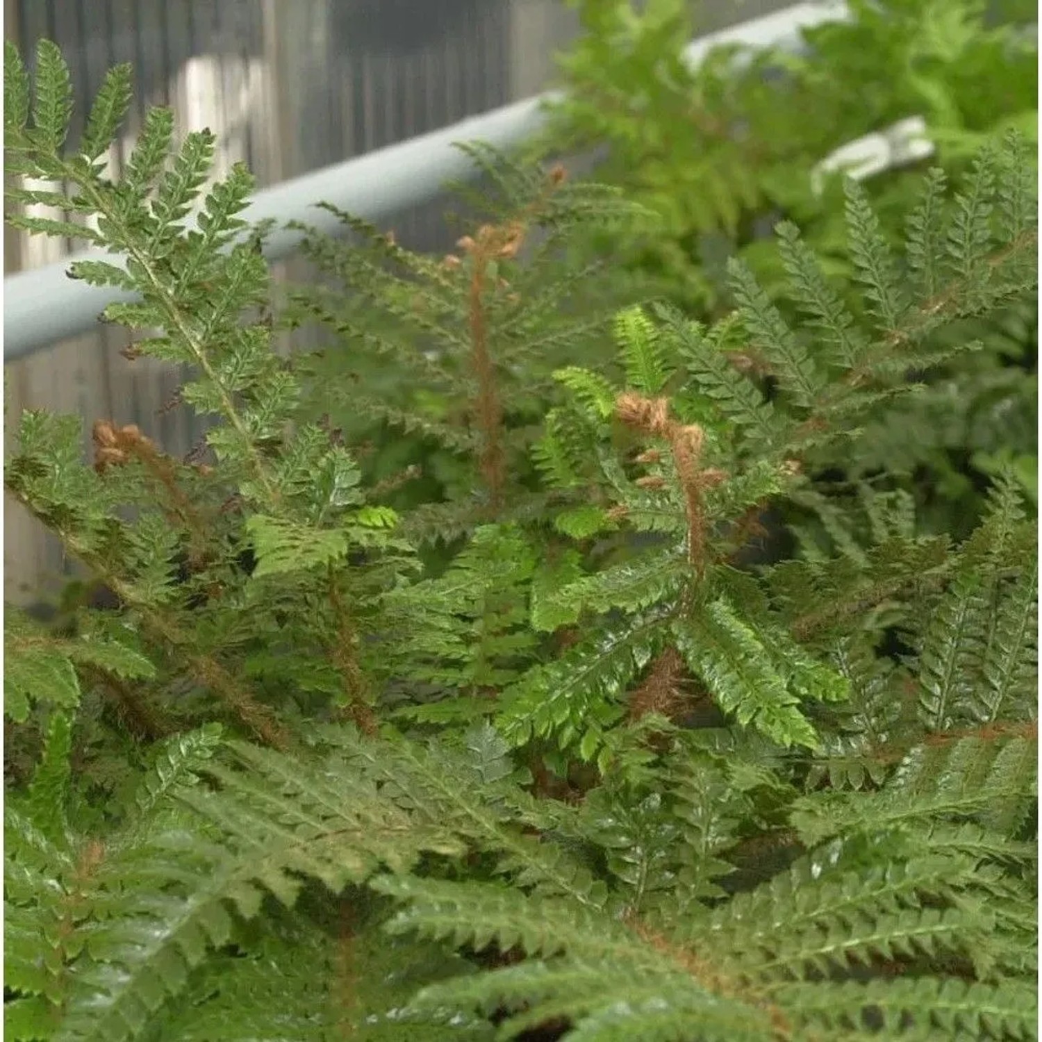 Japanischer Glanzschildfarn - großer Topf - Polystichum polyblepharum